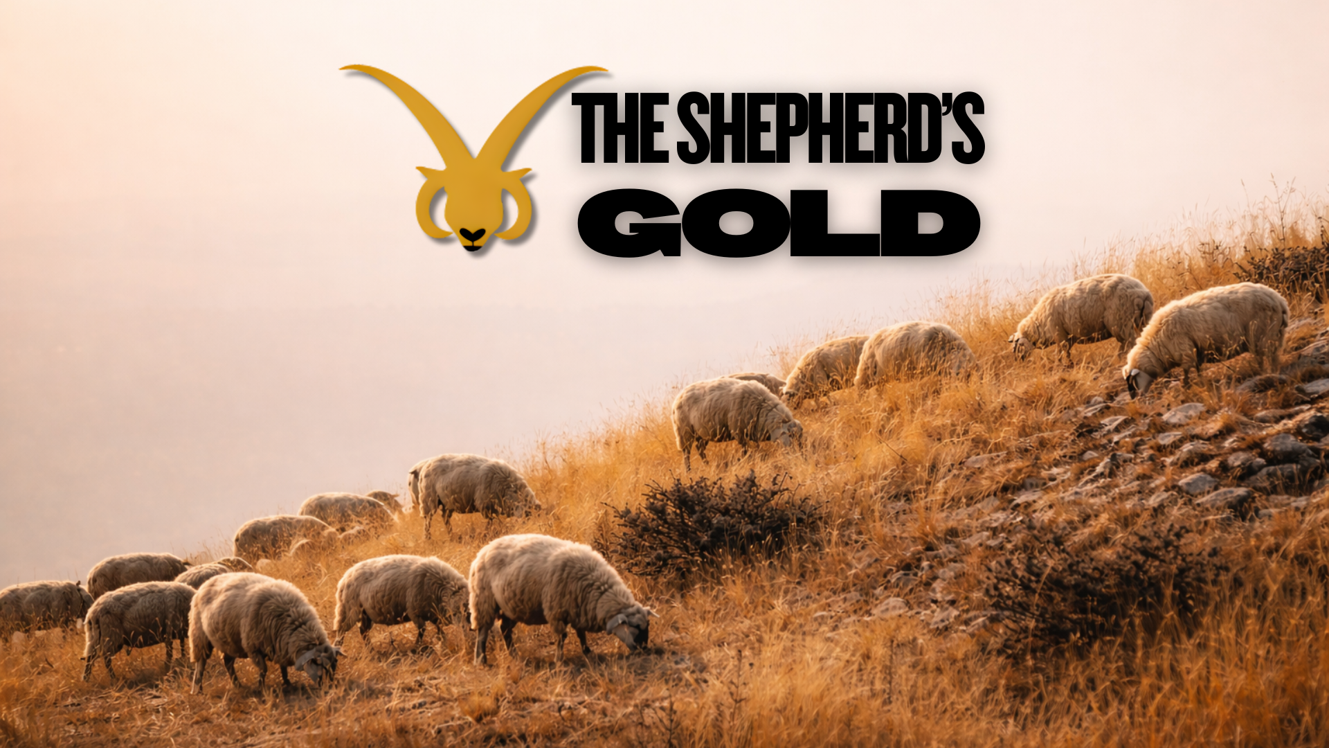 Sheep grazing on a hill with 'The Shepherd's Gold' logo above.